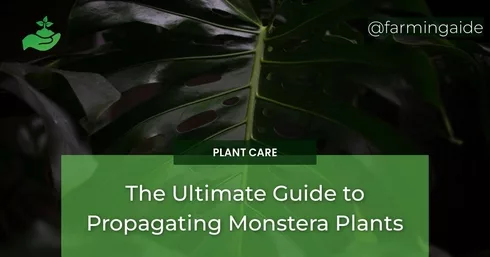 The Ultimate Guide to Propagating Monstera Plants