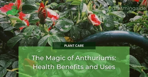 The Magic of Anthuriums: Health Benefits and Uses