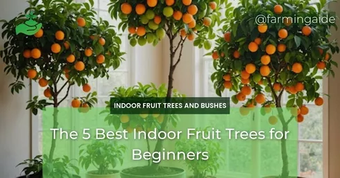 The 5 Best Indoor Fruit Trees for Beginners