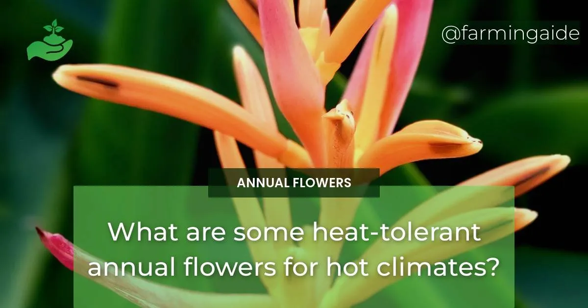 What are some heattolerant annual flowers for hot climates?