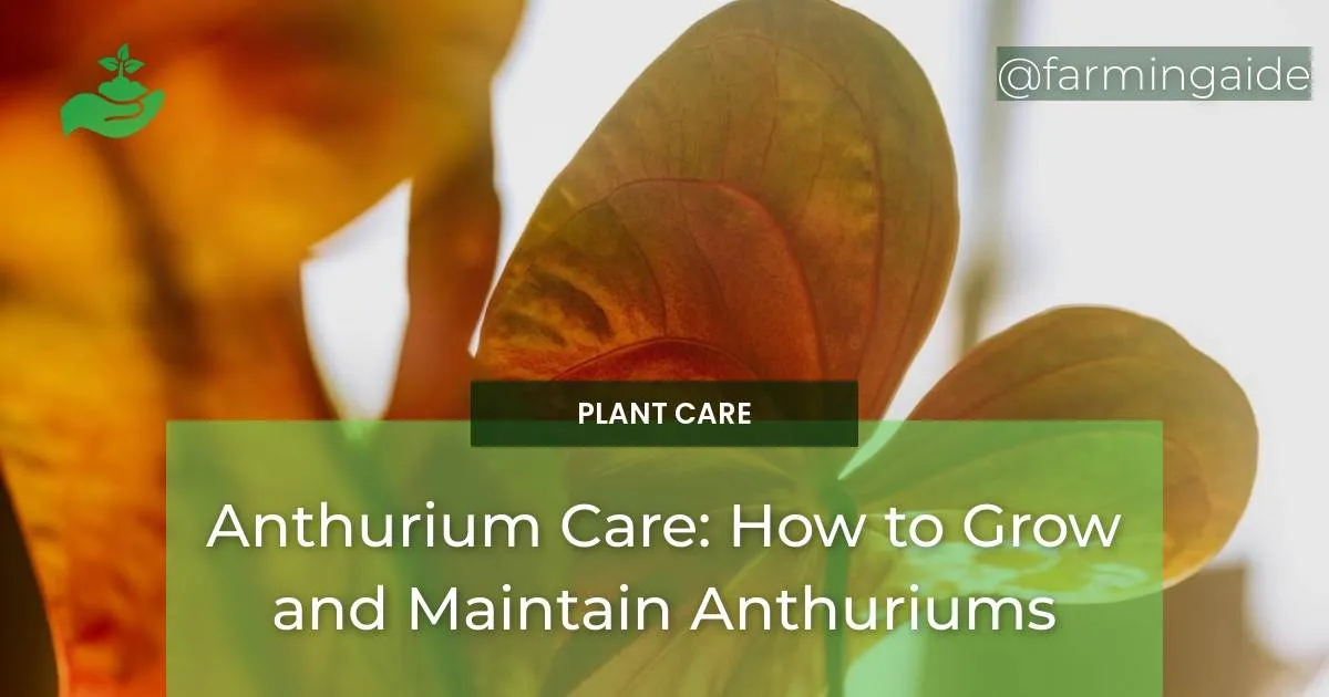 Anthurium Care How to Grow and Maintain Anthuriums