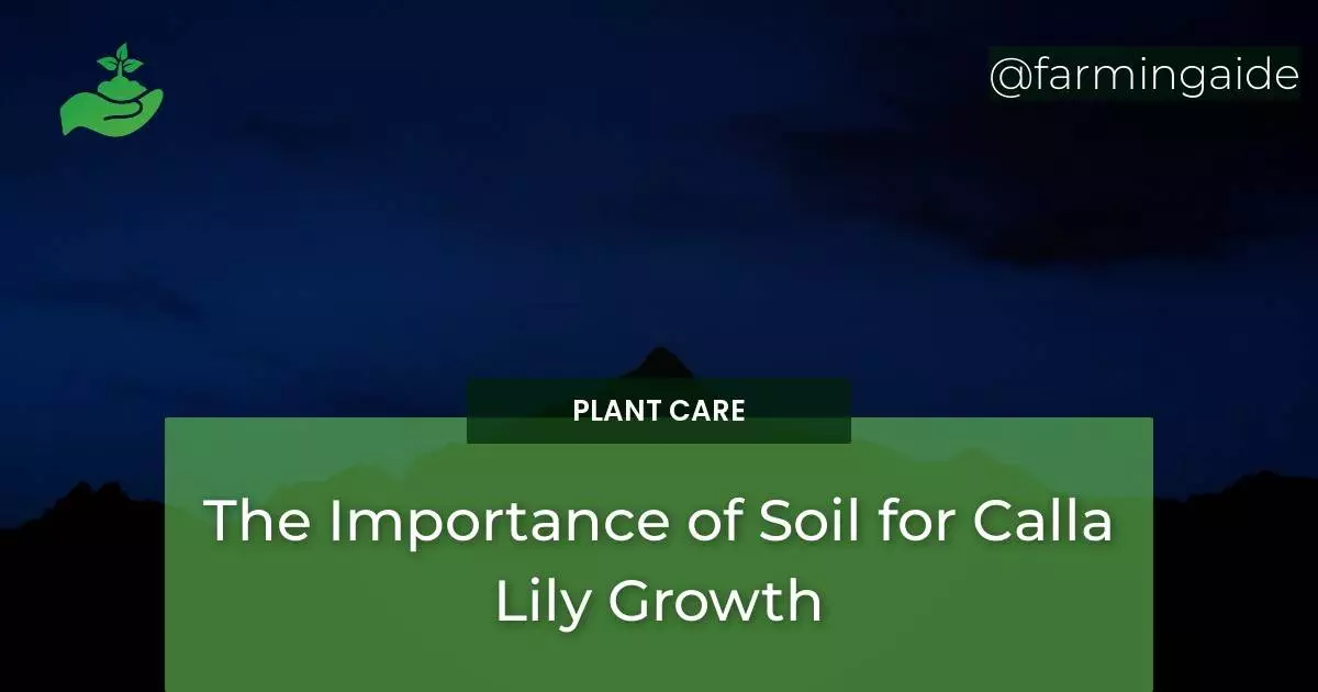 the-importance-of-soil-for-calla-lily-growth